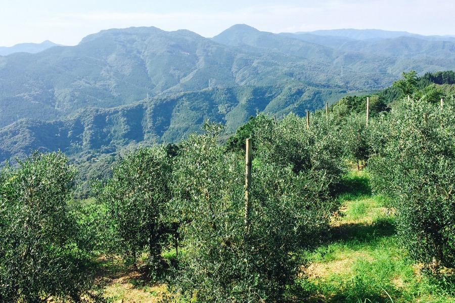 サンタクロースの聖地と呼ばれる天草。AMAKUSANTA（アマクサンタ）の畑には、13種類、約2700本のオリーブの森が広がります