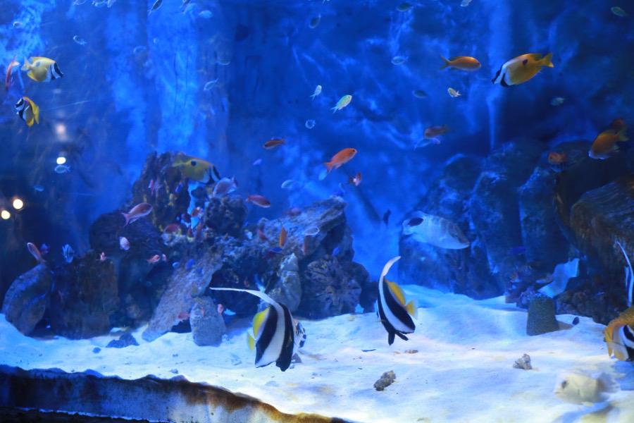 7大陸それぞれの海を再現。巨大なドーナツ型の船体を模していて、世界の海を1周できますよ