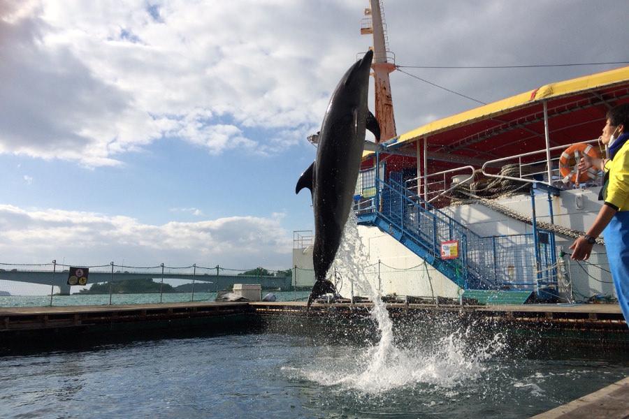 イルカのジャンプ、間近で見ると迫力ありますよ。ジャンプ以外のさまざまな芸にもびっくり
