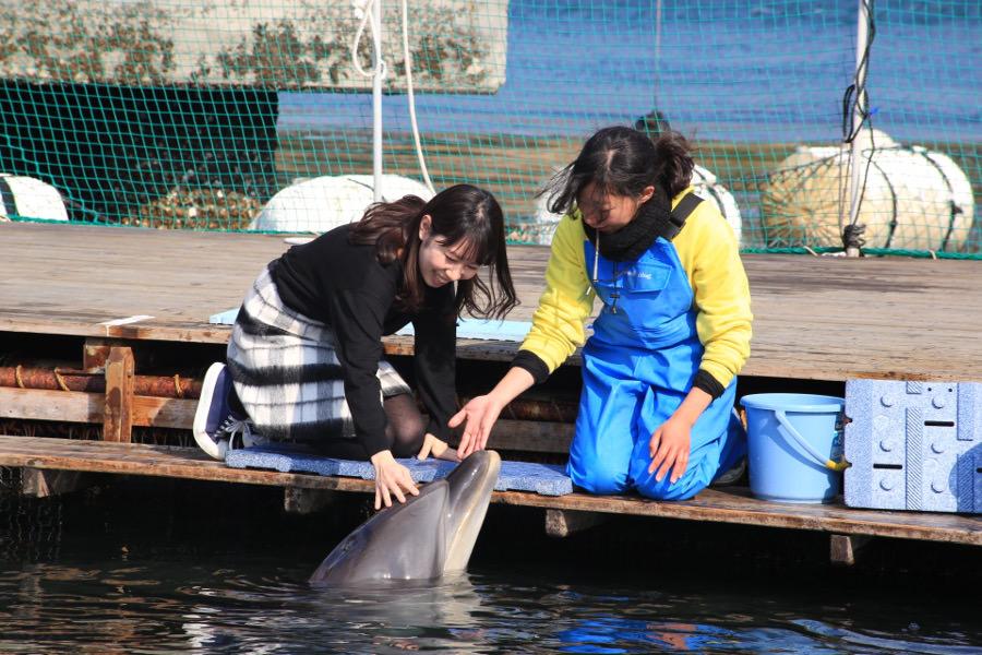 頑張ったイルカにタッチ。ツルツルしていて弾力があります