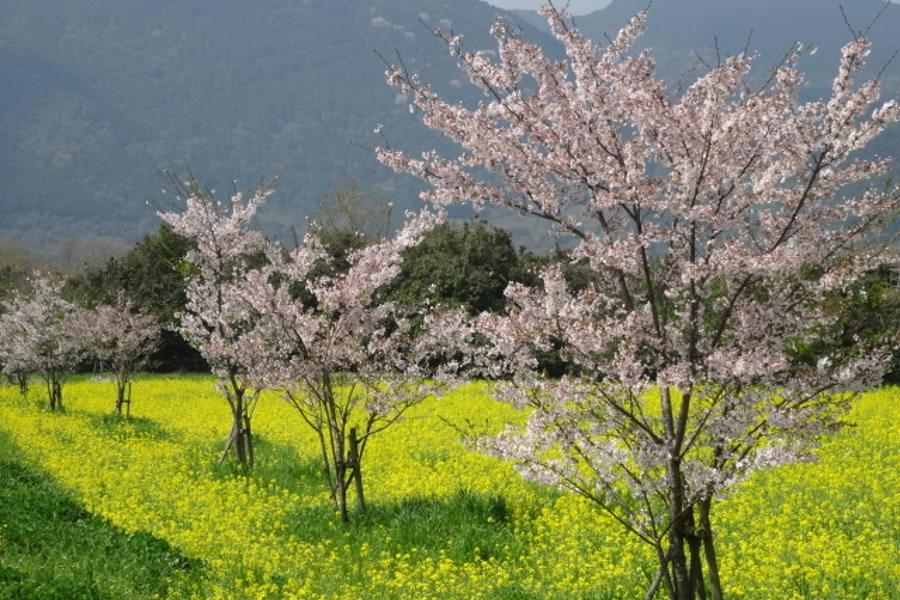 桜と菜の花、春の花を楽しめます