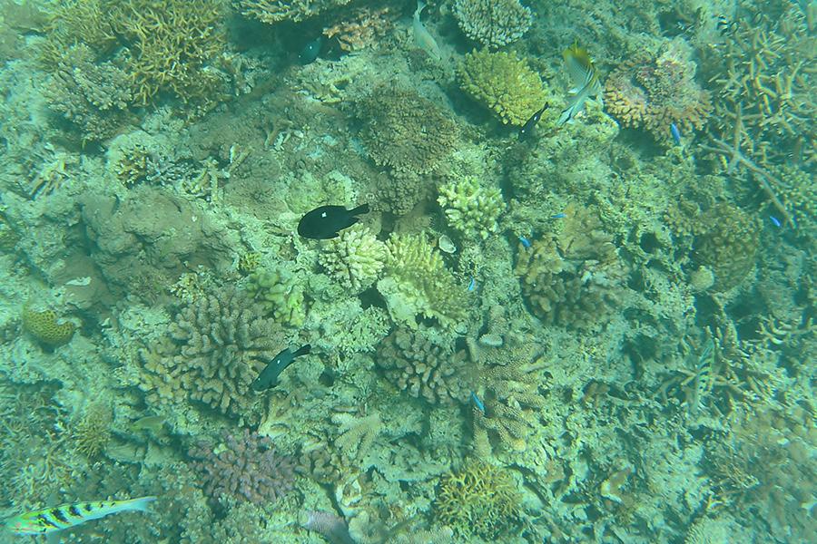 ナガンヌブルーに癒されるシュノーケリング体験