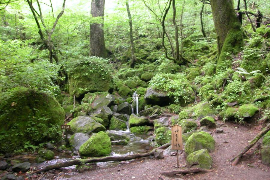 途中にある遊水地「かくし水」。湧き水はとても冷たい