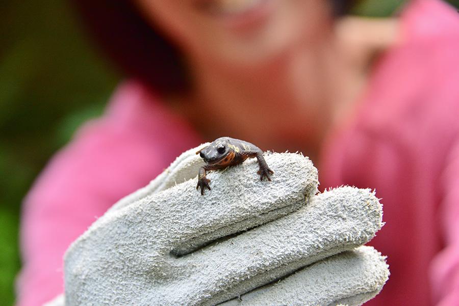 やんばるでブッシュクラフト体験白い砂浜でキャンプを楽しむ