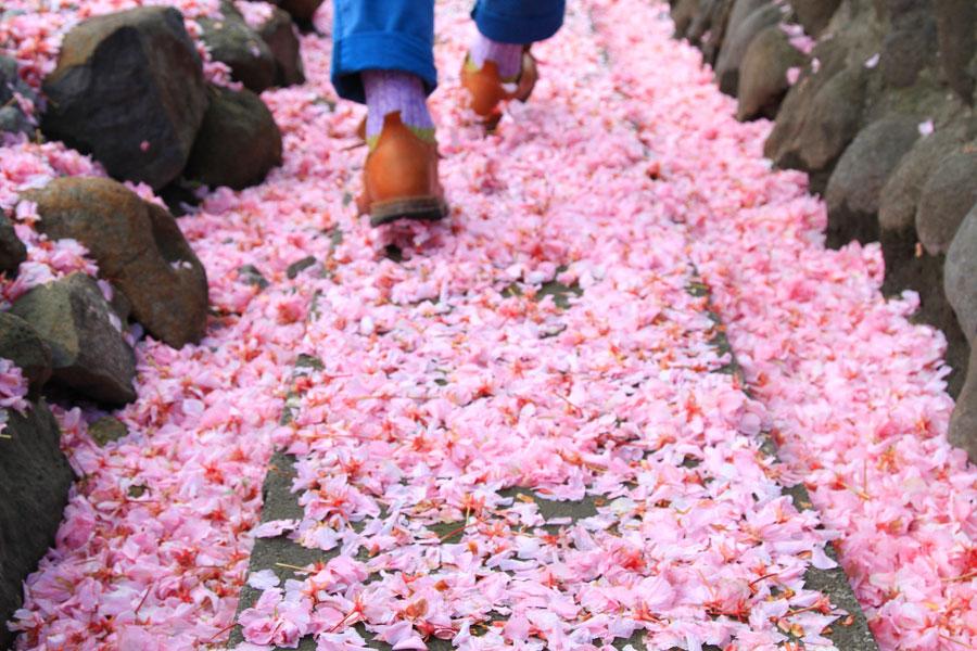 増毛のヤエザクラも終盤