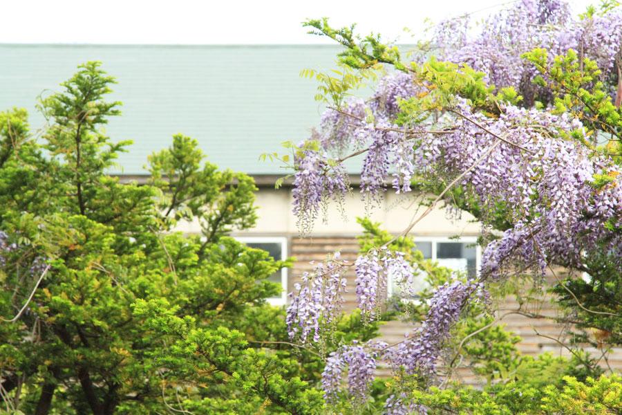 増毛小学校の藤の花