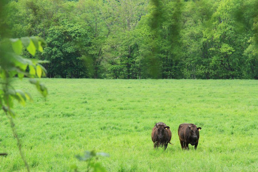 平取の旅・二風谷へ1