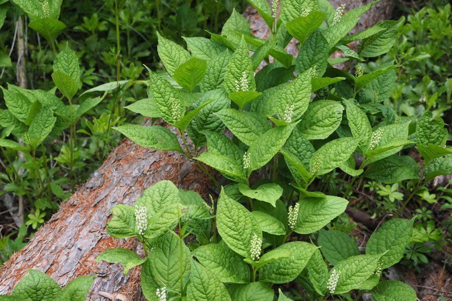 洞爺湖巨木ツアー2-2