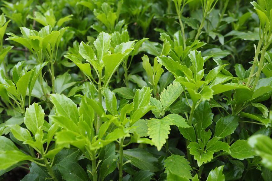 洞爺湖巨木ツアー2-3