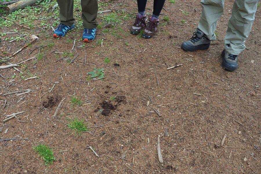 洞爺湖巨木ツアー2-4