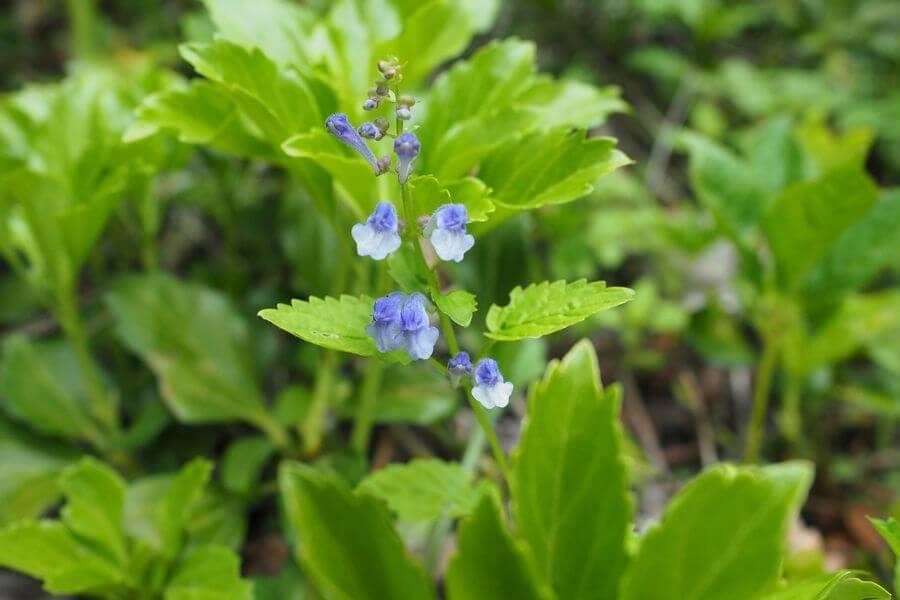 洞爺湖巨木ツアー2-5