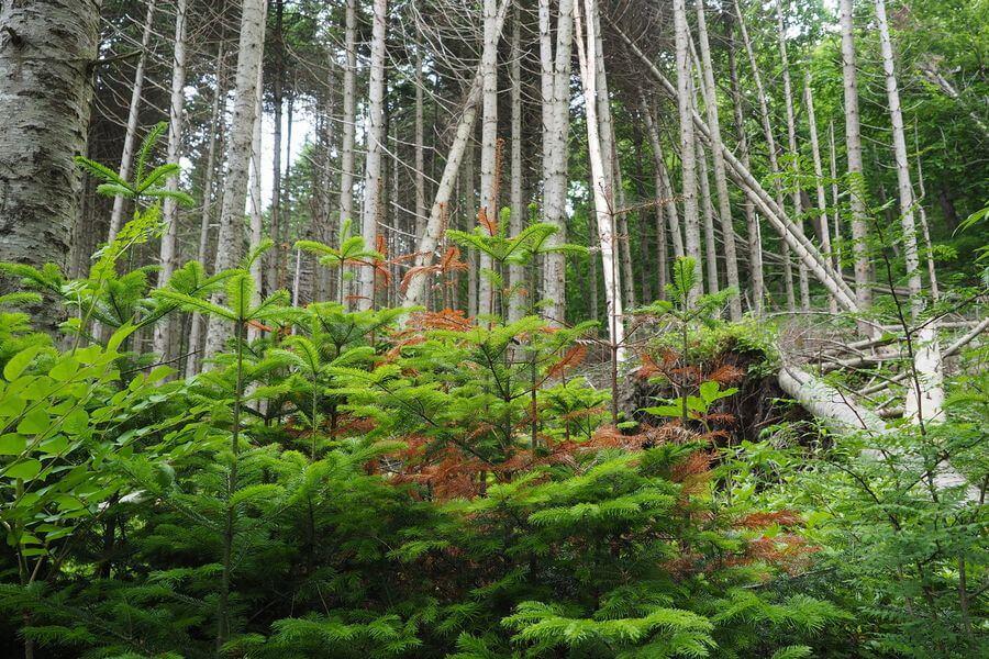洞爺湖巨木ツアー3-1