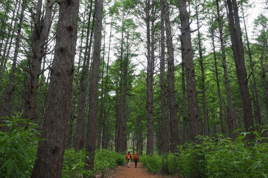 洞爺湖巨木ツアー3-2