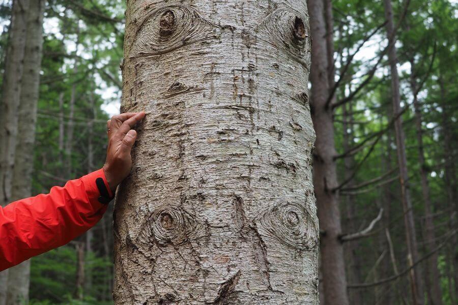 洞爺湖巨木ツアー3-4