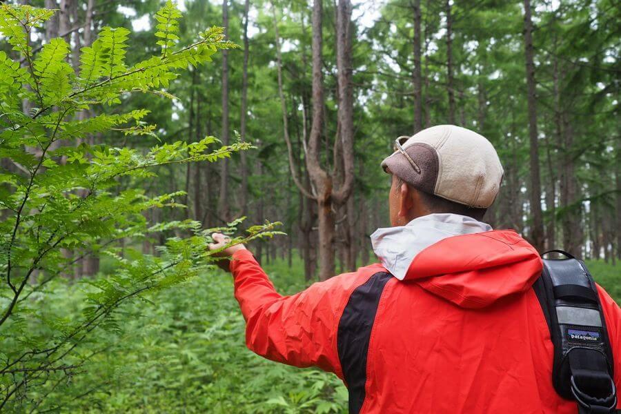 洞爺湖巨木ツアー4-1