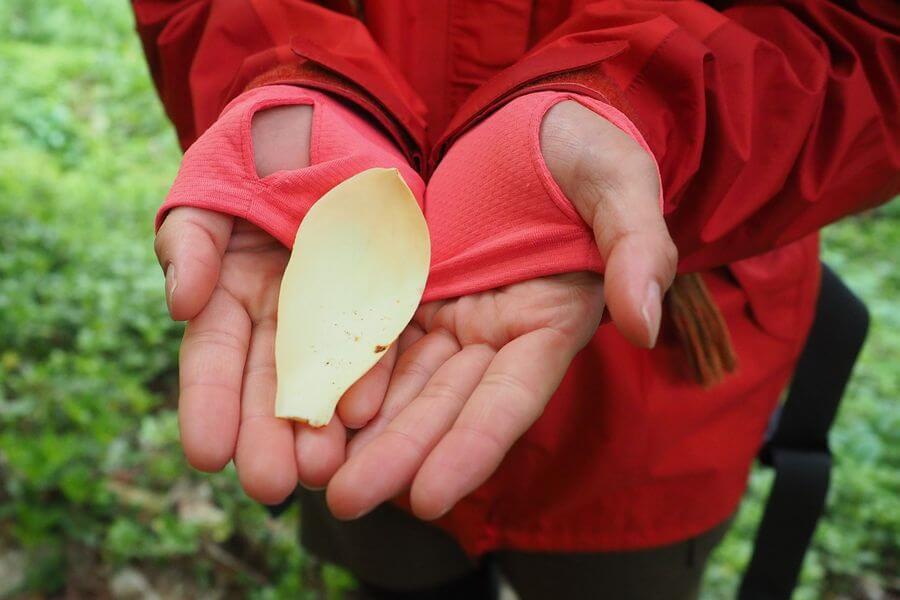 洞爺湖巨木ツアー4-2