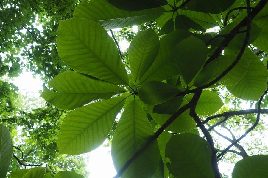 洞爺湖巨木ツアー4-3