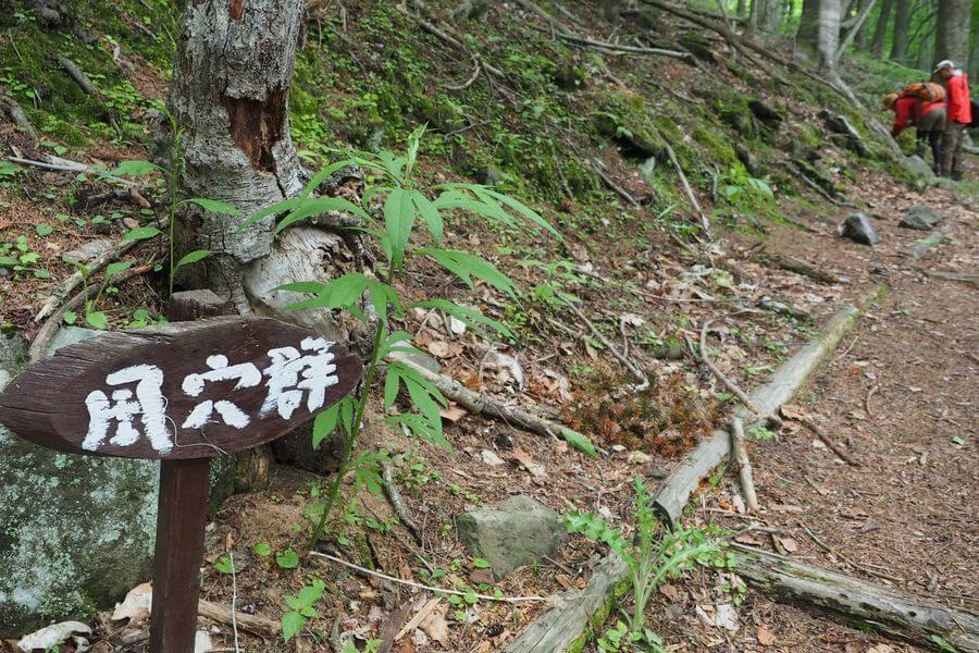 洞爺湖巨木ツアー5-1
