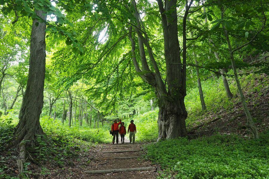洞爺湖巨木ツアー6-1