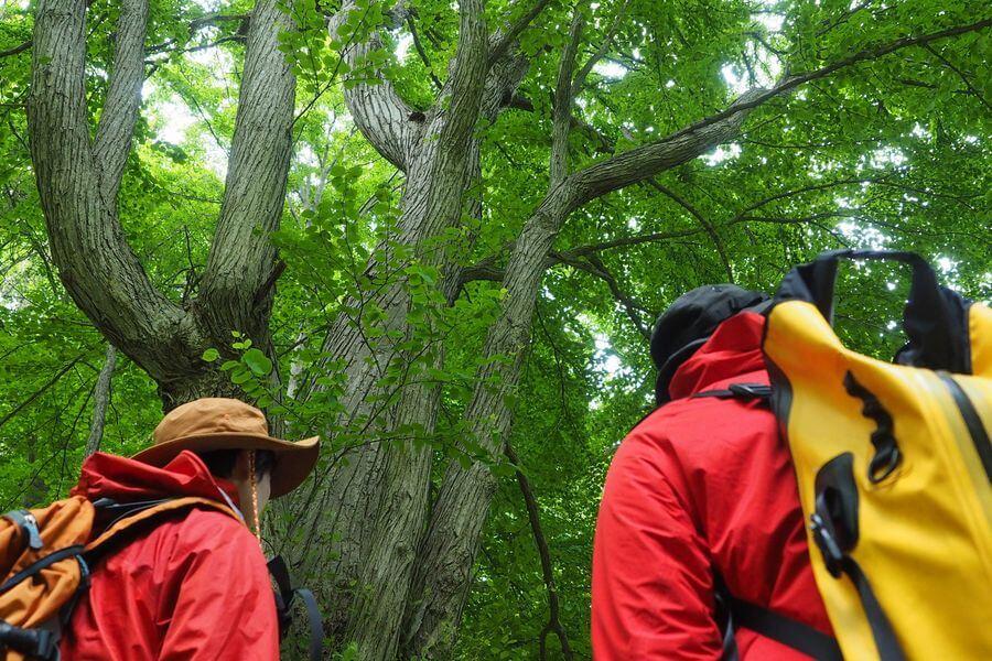 洞爺湖巨木ツアー6-2