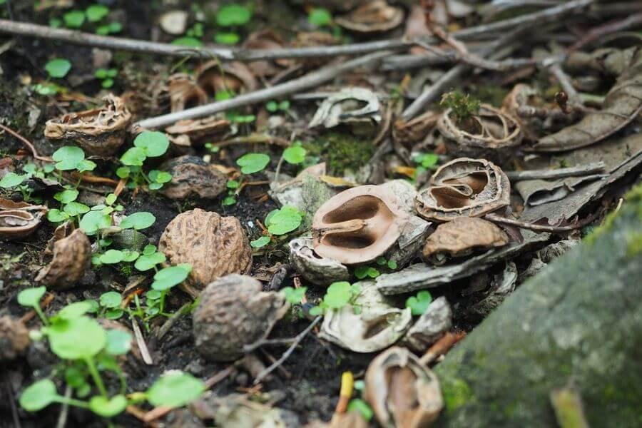 洞爺湖巨木ツアー6-3