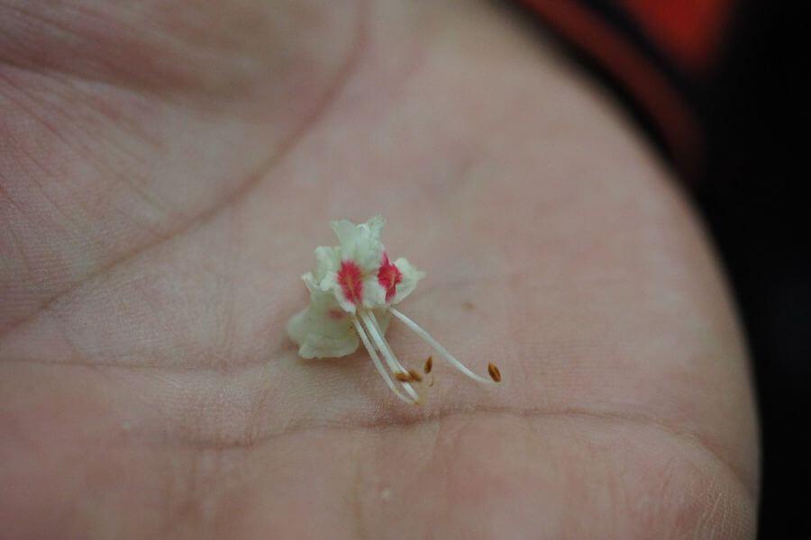 洞爺湖巨木ツアー6-4