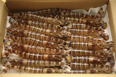 沖縄11月の旬のもの