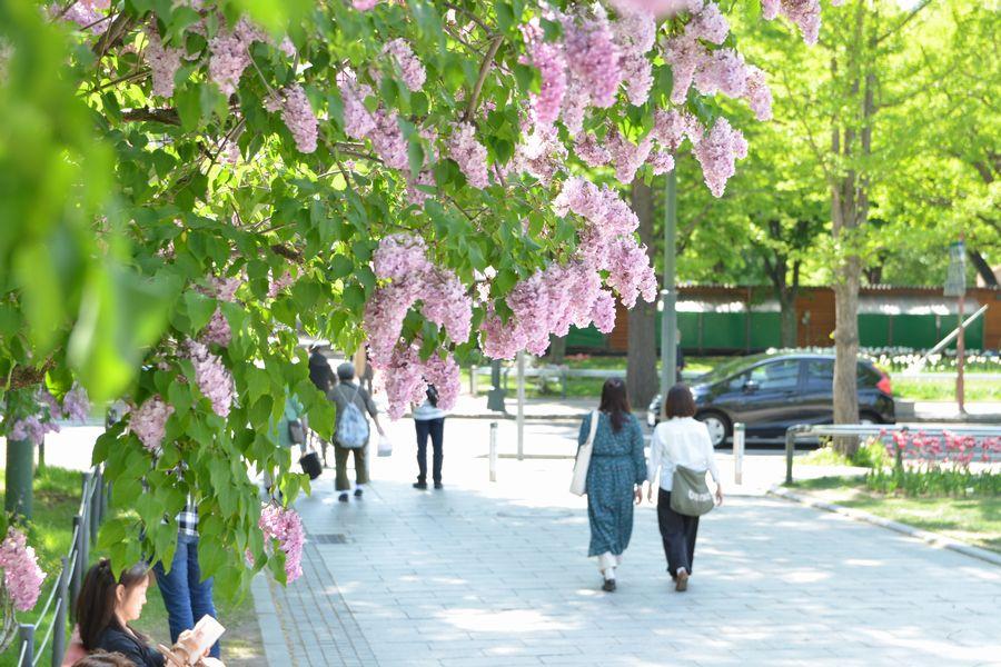 春の大通公園3-1