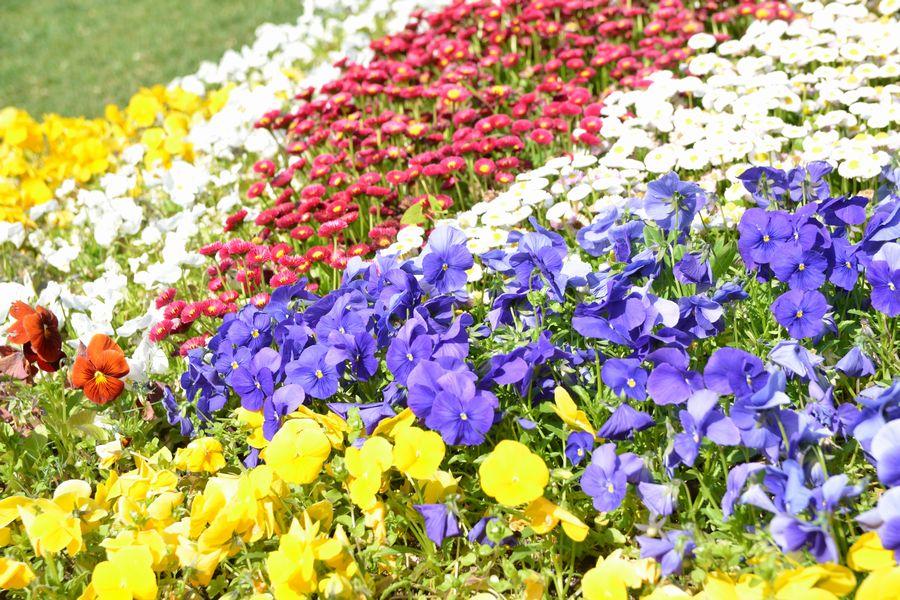 春の大通公園3-2