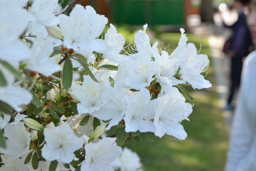 春の大通公園3-3