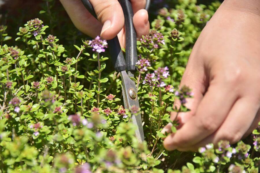 洞爺湖ハーバルランチ9