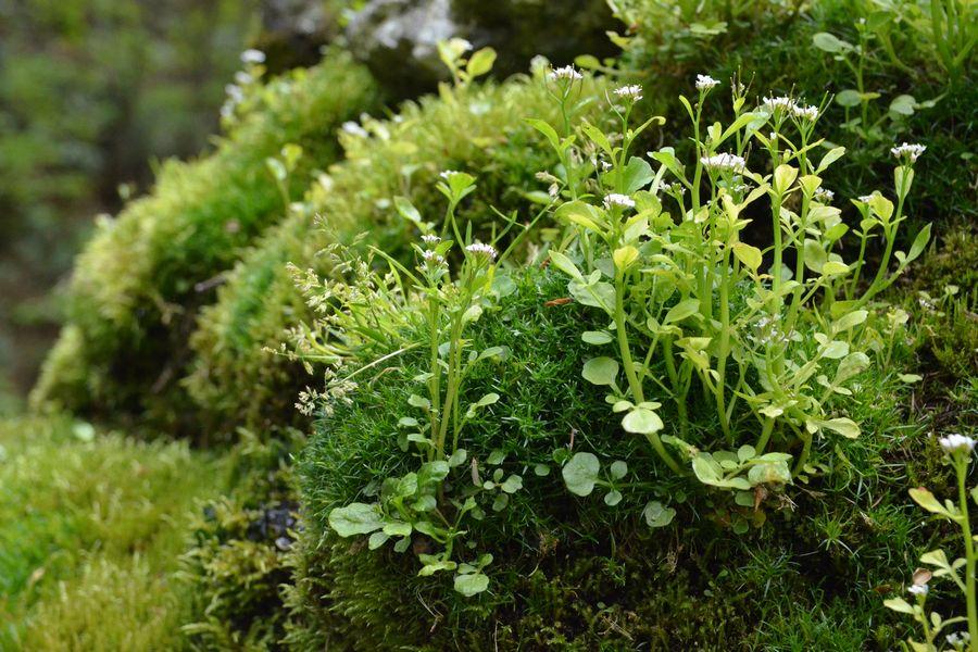京極湧水体験1-4