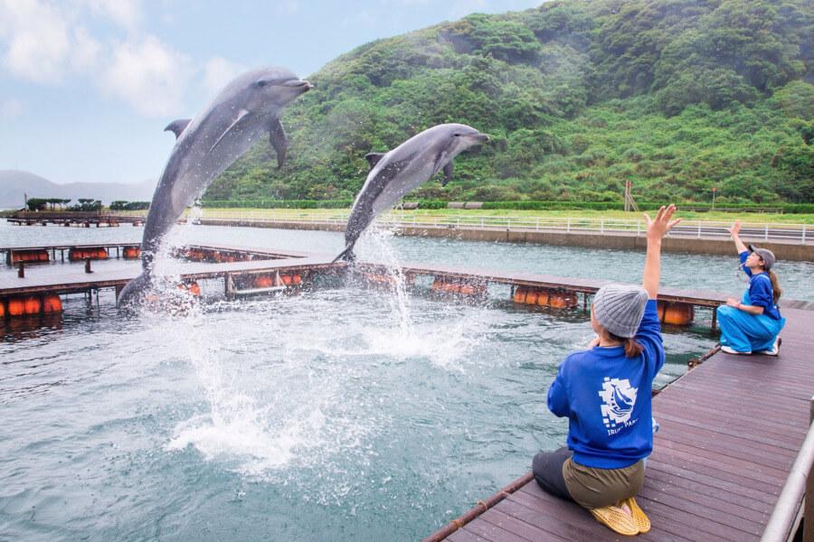 お腹が満たされたら、同じく勝本エリアにある壱岐イルカパークへ。入り江を活かした海浜公園にはバンドウイルカが飼育されていて、イルカ達のプレイングタイム(トレーニング解説付き)を楽しめますよ