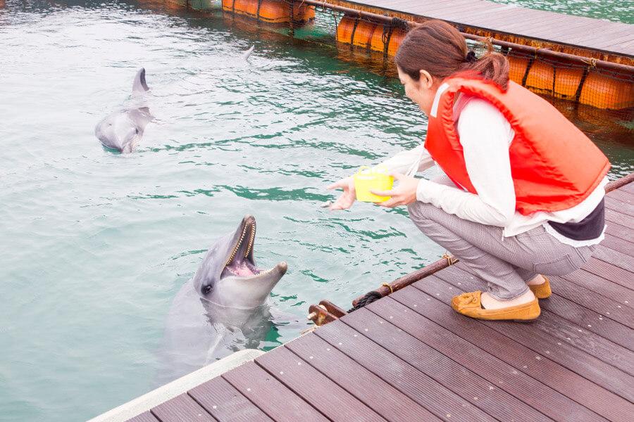 えさやり体験や撮影タイムもあり、イルカ達を間近で感じることができます。夏休み期間には、イルカに触れることができる人気プログラムも！