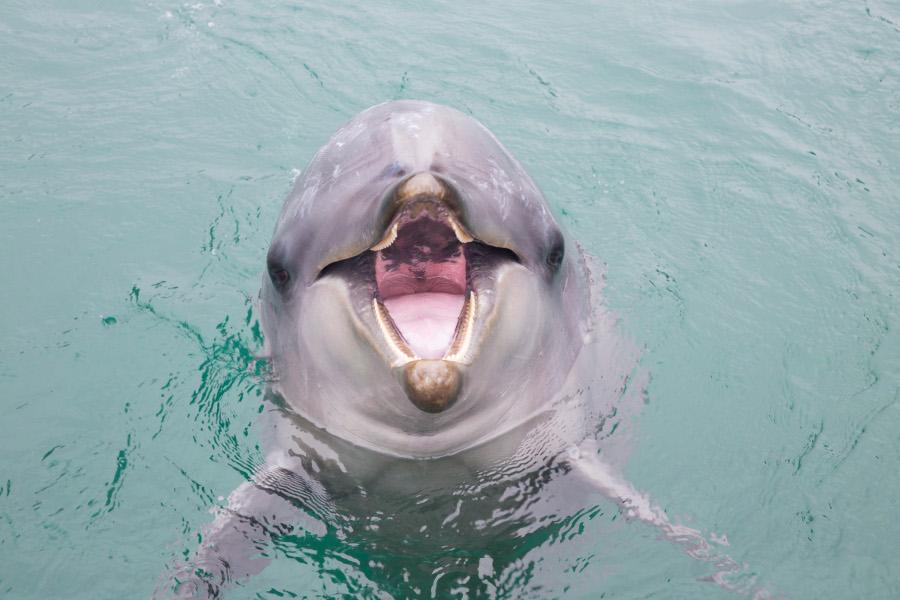 イルカ達との距離の近さが何よりの魅力。かわいいイルカ達に癒されます