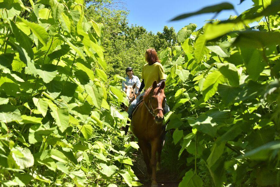 洞爺レークトーヤランチ13