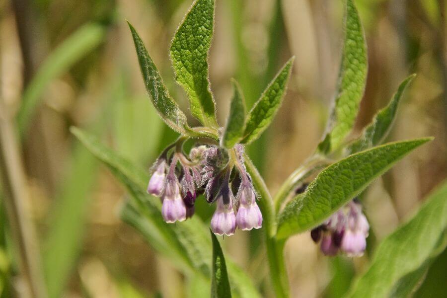 洞爺レークトーヤランチ17