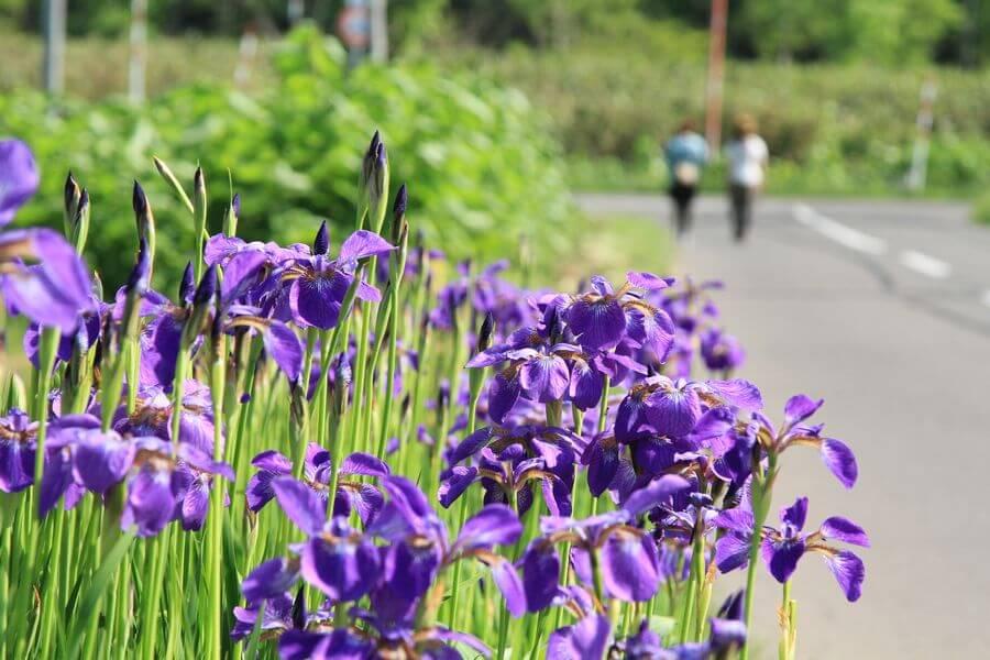 ニセコフットパス10