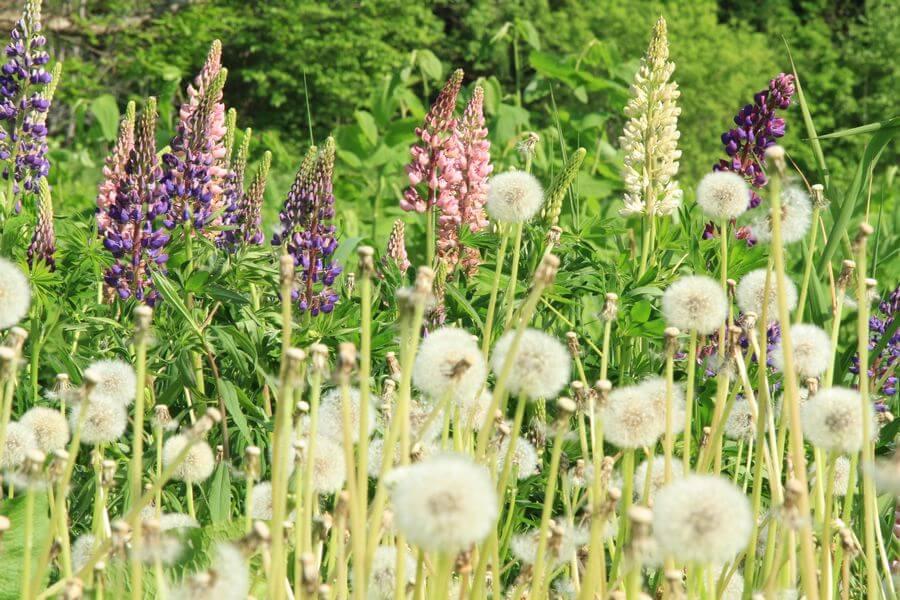 ニセコフットパス13