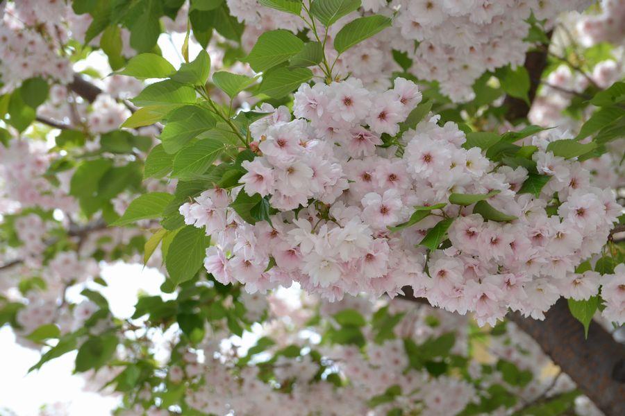 狸小路昼の楽しみ方3-3