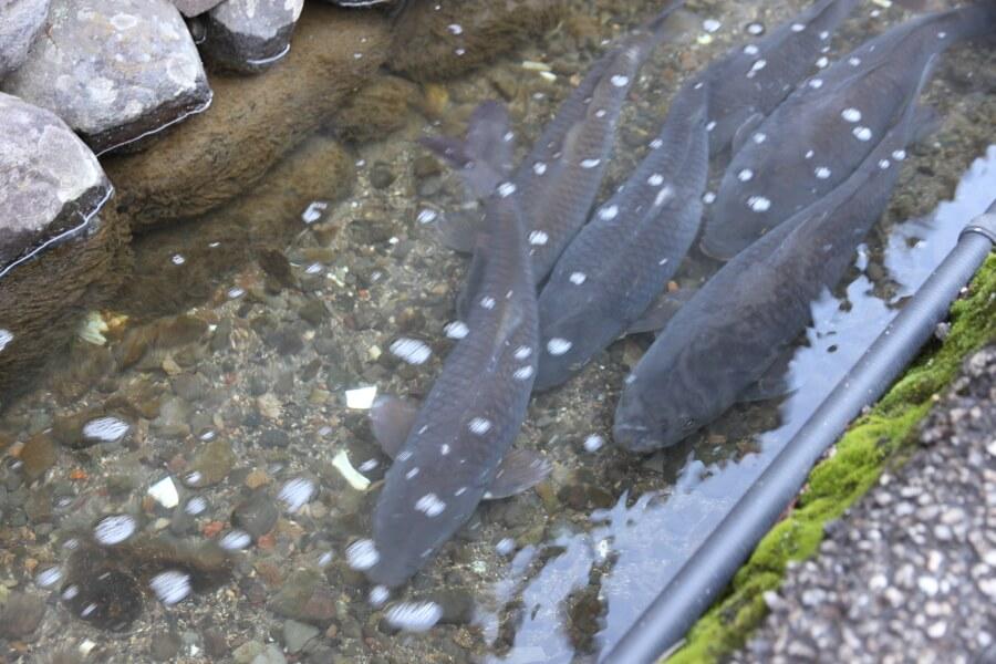 街道沿いには小川が流れており、清水の中を鯉が泳いでいます
