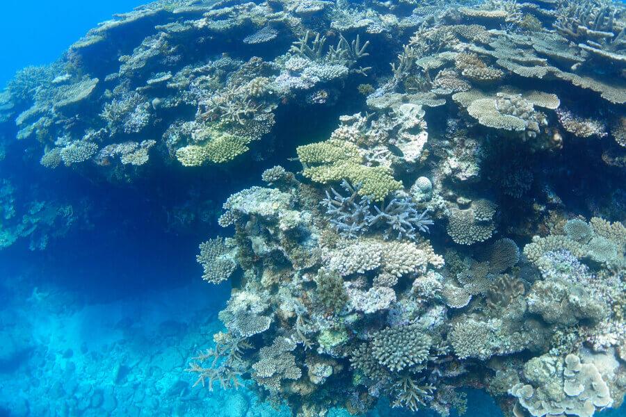 広がるのは豊かなサンゴ礁。熱帯魚が触れそうなほど近くまで寄って来ます。まさに天然の水族館、感動すること間違いなし！