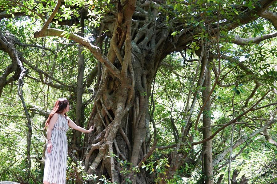 加計呂麻島の武名集落にあるガジュマルの木。木の幹が幾重にも重なり神秘的な雰囲気が漂います