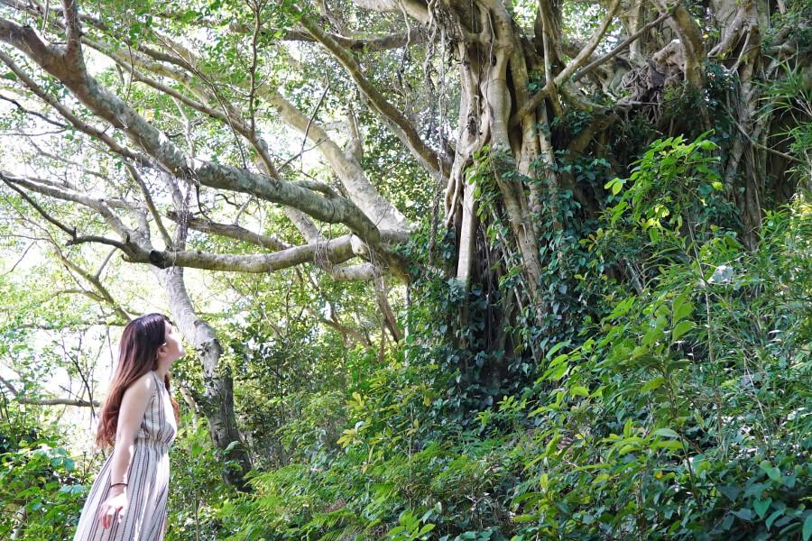 奄美群島では昔からガジュマルの木に「ケンムン」という妖怪が住むという言い伝えがあります。雄大にそびえたつガジュマルの近くにいるだけで、パワーをもらえそう