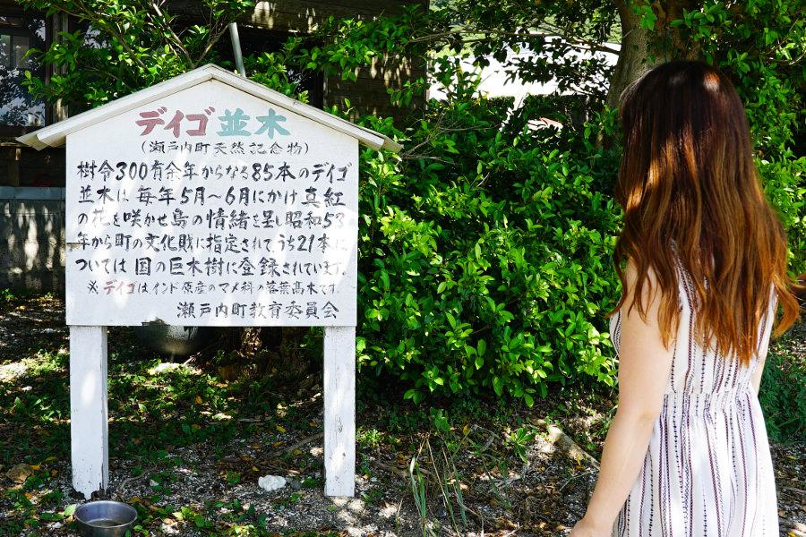 毎年5月から6月にかけて、真っ赤なデイゴの花が開花します。夏の諸鈍散策もいいですが、この時期のお出かけもおすすめですよ