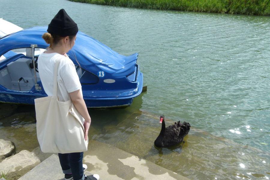 園内の川に住む黒鳥のクロちゃん。人がいる所に寄ってくるので、運が良ければ会えるかも
