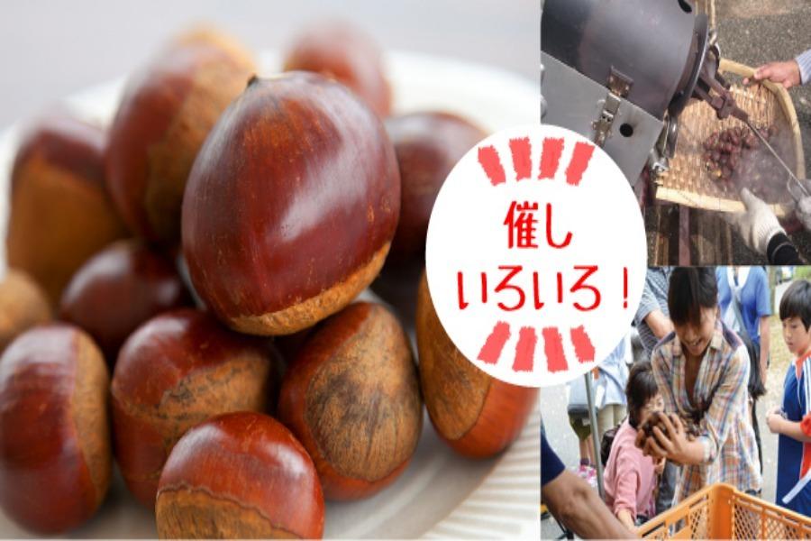 ▲山鹿市鹿北自慢の芋と栗を使った料理が勢揃い！