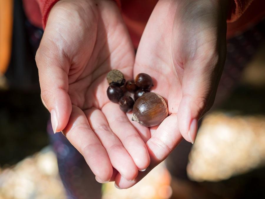日本一大きなドングリの実 