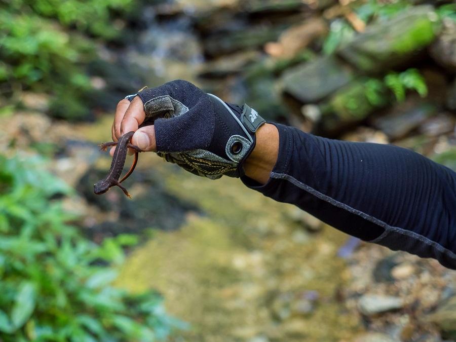 シリケンイモリ 