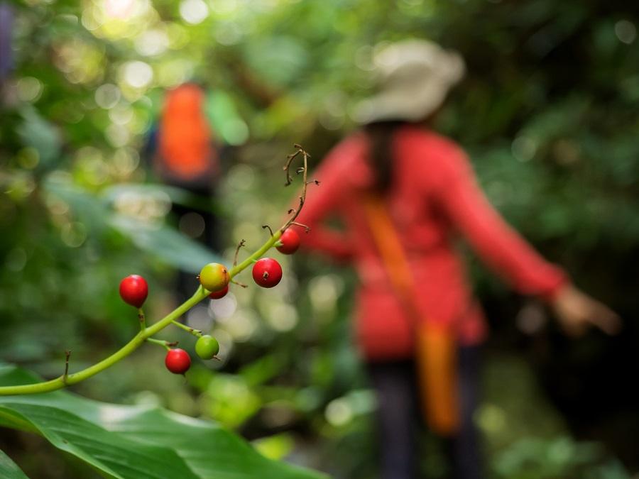 ムーチー（餅）をつくる際にも使われる植物 
